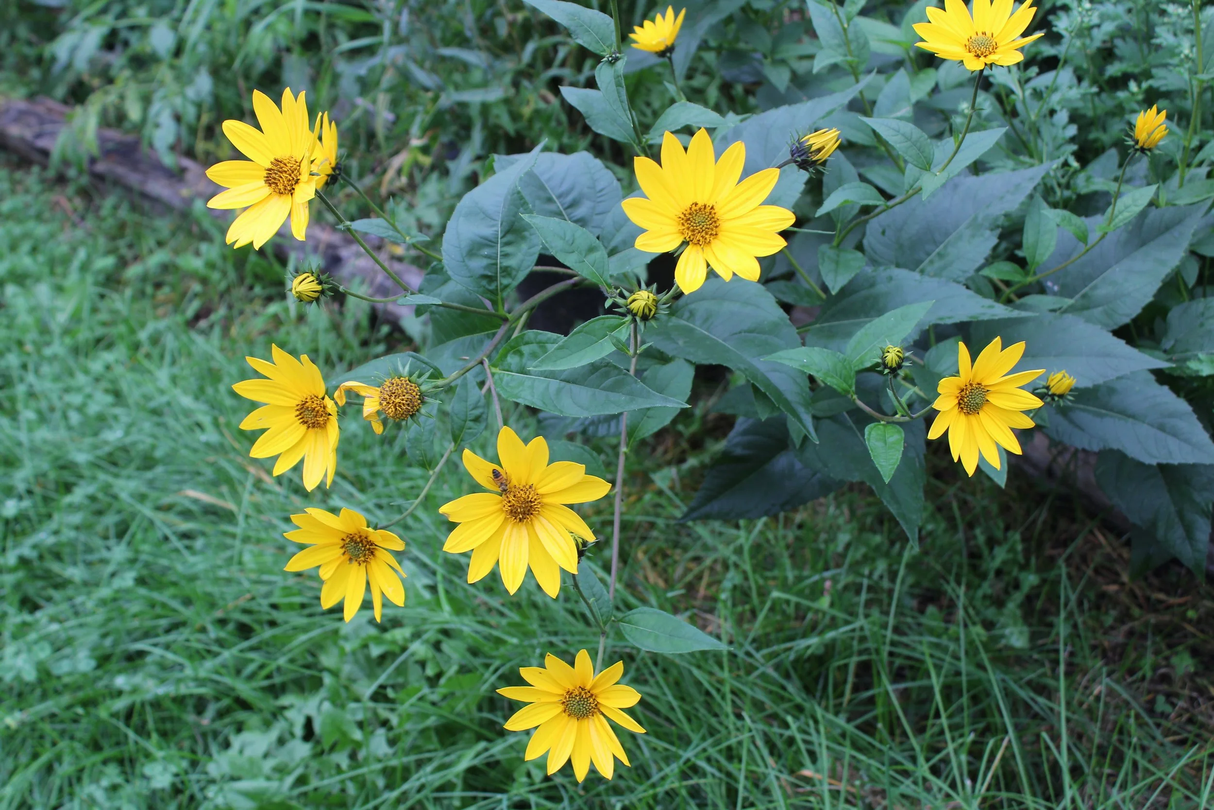 Chinese' Woodland Sunflower (Helianthus strumosus) Tubers or